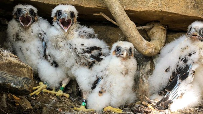 Be amazed at the Falcon Ridge Bird of Prey Centre